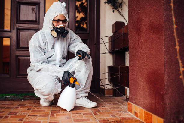 Attic and Crawl Space Rodent Treatment in Ozark
